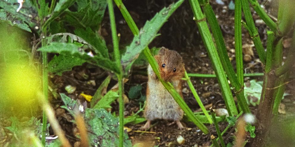 Abb. 1a: Feldmaus (Microtus arvalis)