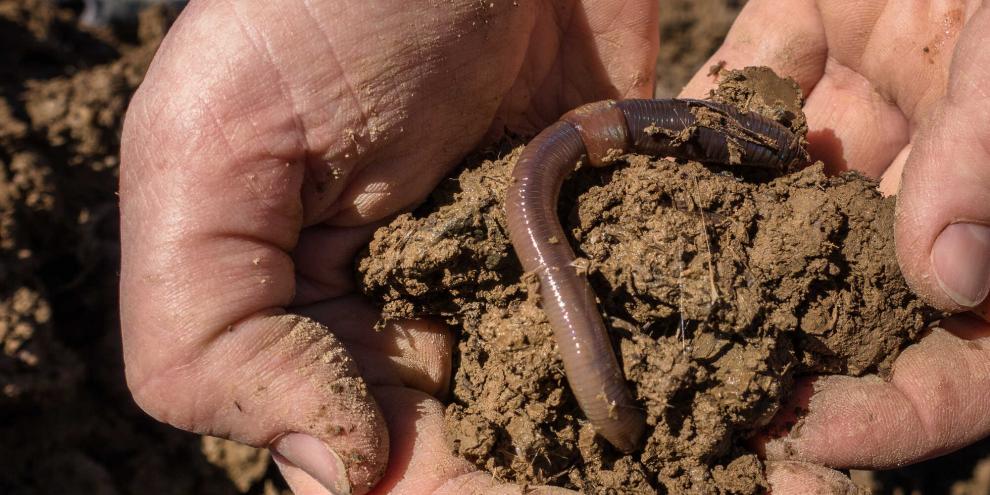 Der Regenwurm liebt Vielfalt.