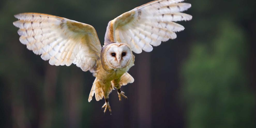 Wie die nachtaktive Schleiereule jagt, lebt und warum sie unsere Kulturlandschaft zum Überleben braucht.