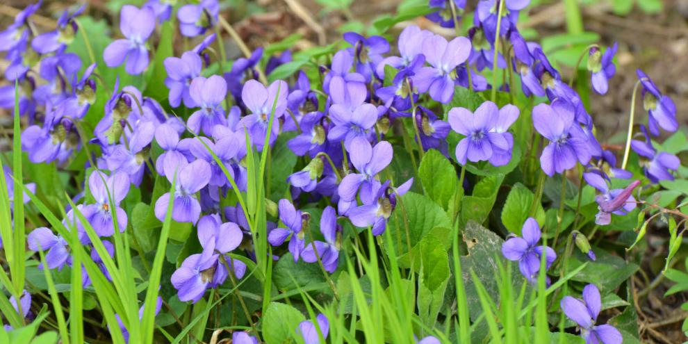 Duftveilchen sind bei Gärtnern, Bienen und in der Blütenküche sehr beliebt.