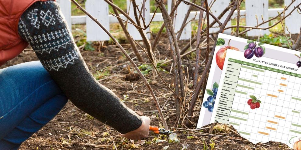 Johannisbeeren sollten bis spätestens März geschnitten werden. Unser Schnittkalender zum Download zeigt Ihnen, wann welches Obstgehölz geschnitten werden sollte.