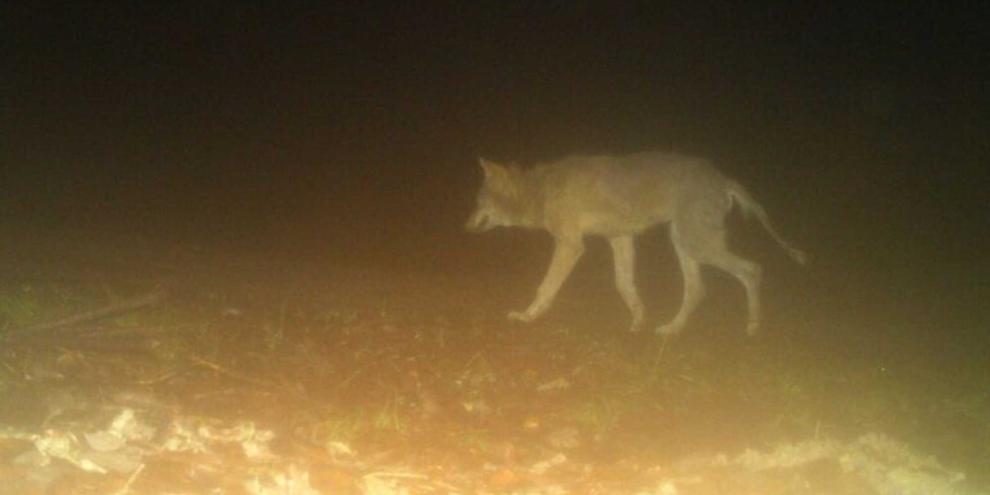 In Hessen gibt es Nachweise über einen mit Räude infizierten Wolf.