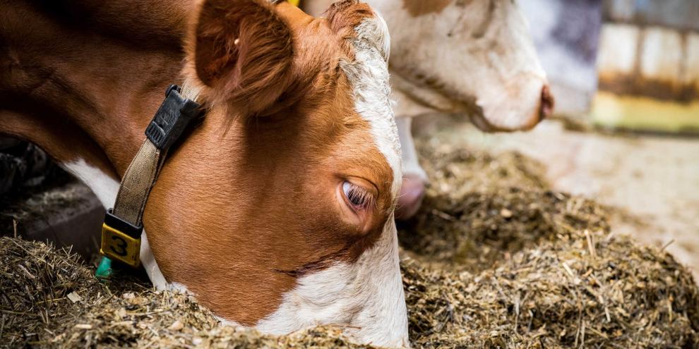 Rinderpreise_219948291