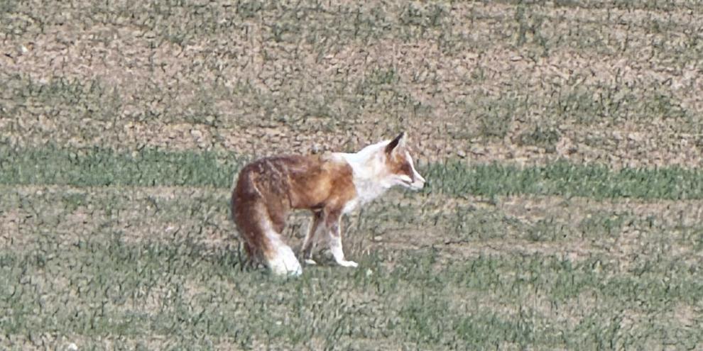 „Gescheckter“ Fuchs – ein Pigmentmangel ist die Ursache.
