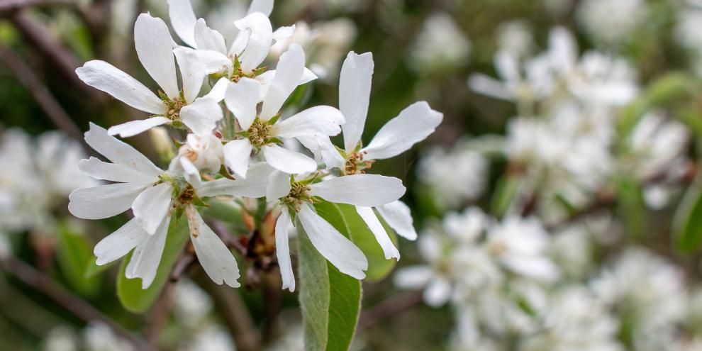 Schon im zeitigen Frühjahr locken die sternförmigen Blüten der Felsenbirne zahlreiche Bestäuber in den Garten.