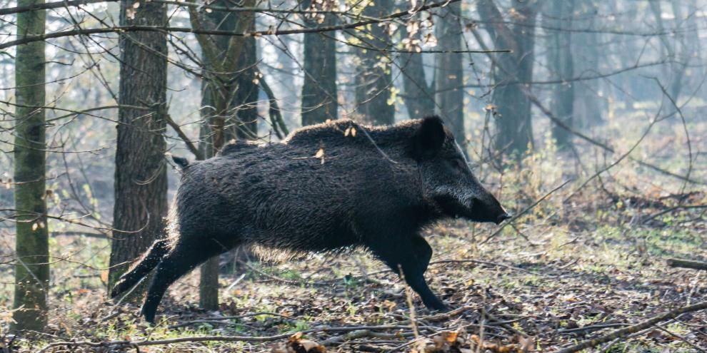 In Niedersachsen gab es einen Totalabschuss beim Schwarzwild.
