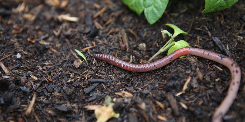 Regenwurm oberhalb der Erdschicht: Regenwürmer sind für einen gesunden Garten äußerst wichtig.