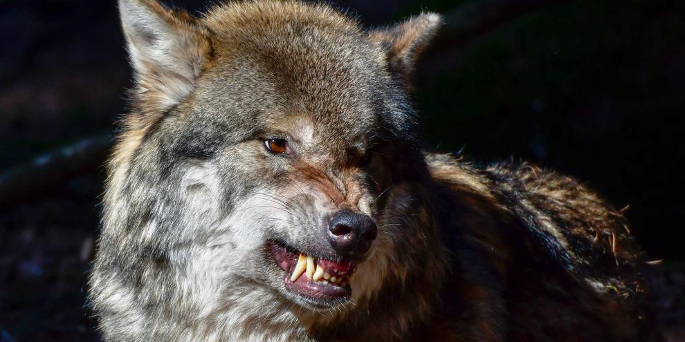 Wegen einer Wolfsichtung musste eine Karnevalsumzug in Leverkusen stoppen (Symbolbild).