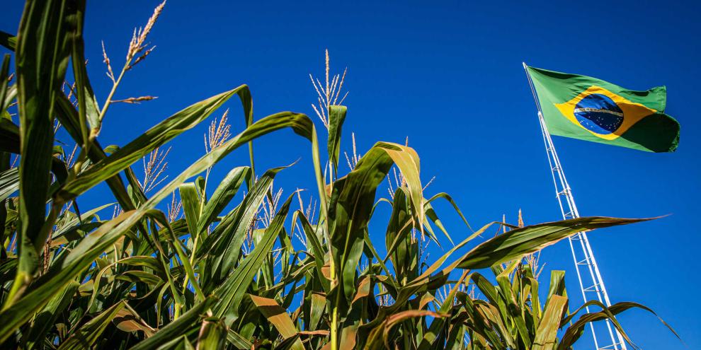 Ein Maisfeld unter einer brasilianischen Fahne.
