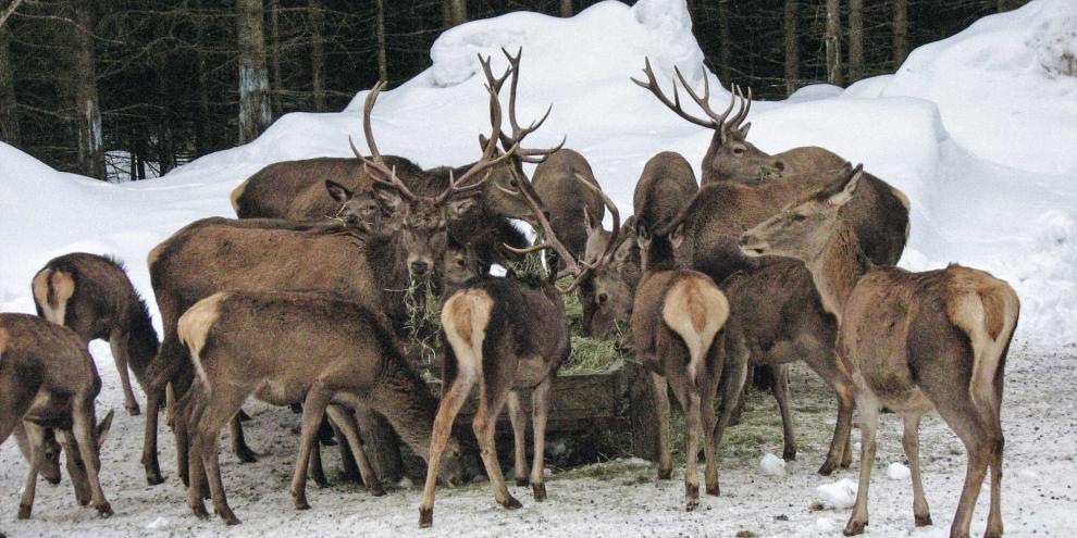 Füttern oder nicht füttern? Am Tegernsee wird rege debattiert.