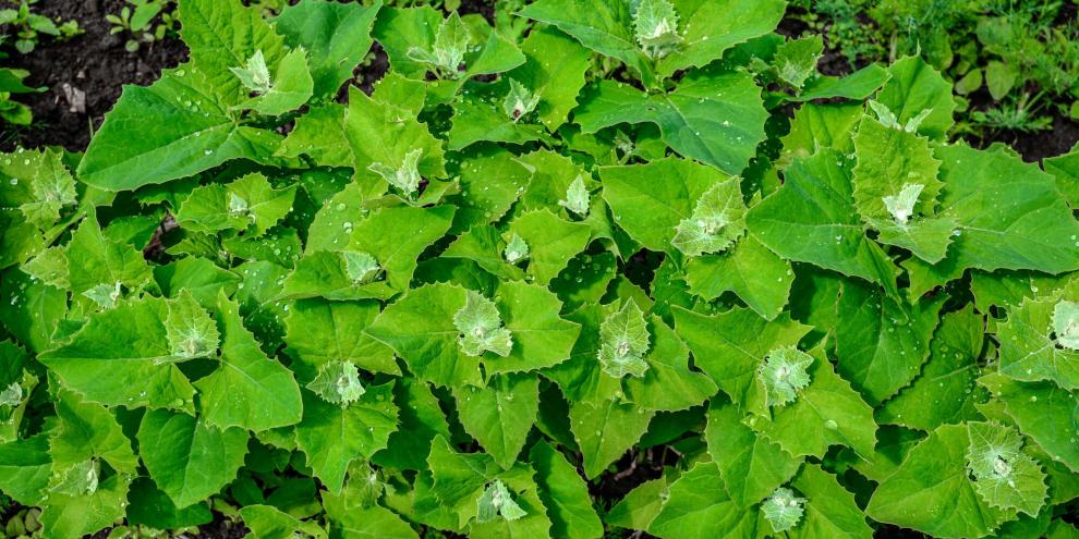 Die Gartenmelde ist ein fast vergessenes, aber vielseitiges Blattgemüse.