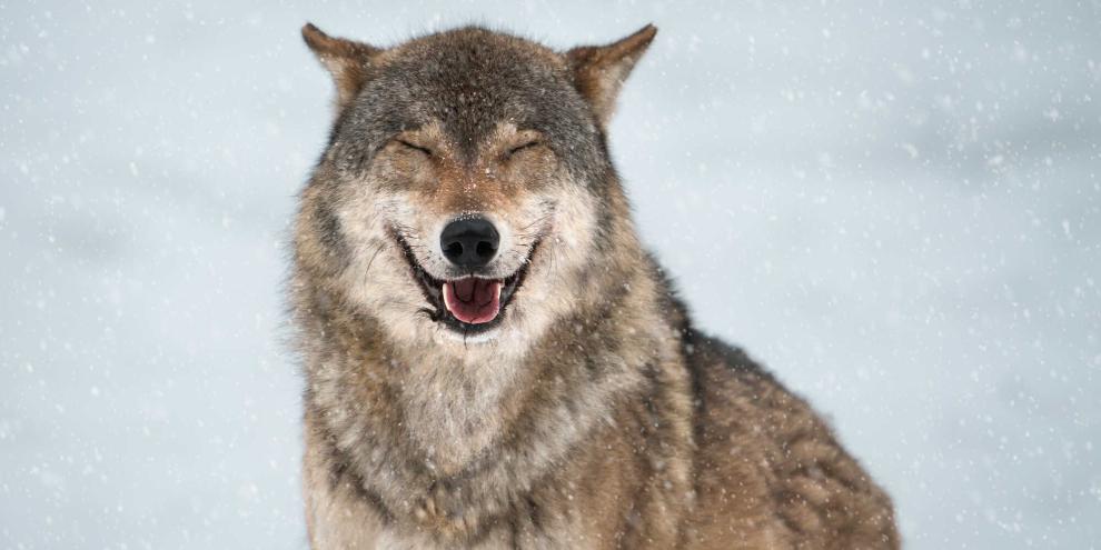 Der Wolf im Nordschwarzwald darf nun geschossen werden.