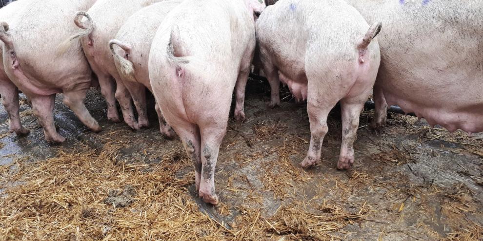 Kurz vor der Besamung stehen sechs bis acht Sauen zur Stimulation vor der Eberbucht. Es herrscht große Unruhe.