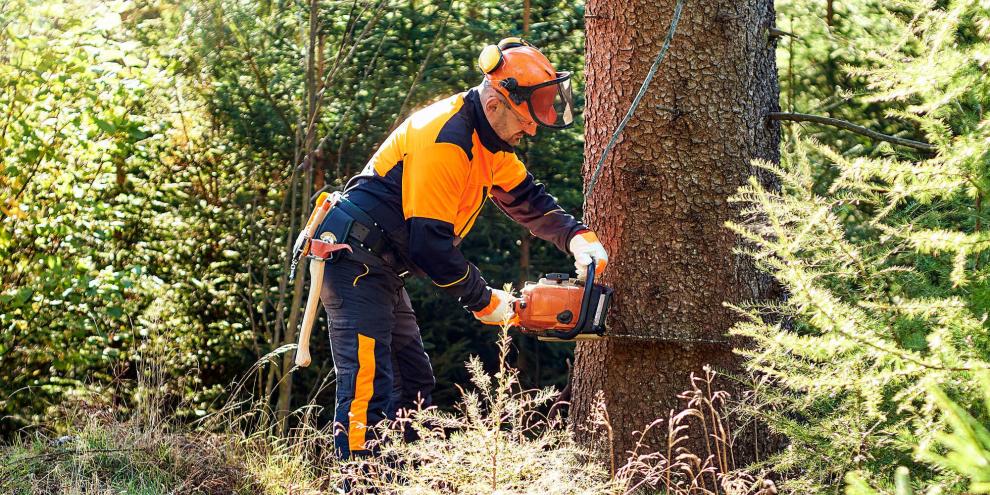 Im Wald finden sich zahlreiche grüne Jobs.