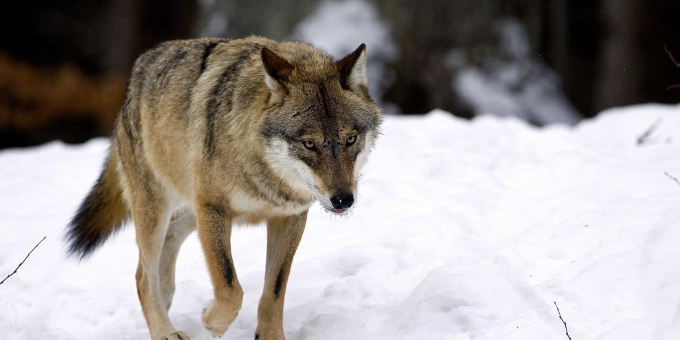 Große Aufregung in Kärnten: Ein besenderter Wolf ist geschossen worden, der Teil eines Projektes war (Symbolbild).