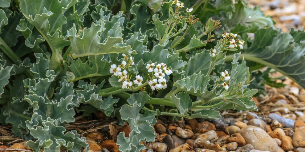 Als Kind der Küste gedeiht Meerkohl auf sandigen Kiesböden besonders gut.