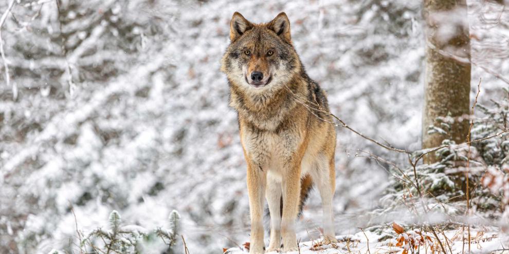 Naturschützer hatten mit ihrer Berufung zur Lizenzjagd auf Wölfe Erfolg. Es werden nun keine Raubtiere entnommen.