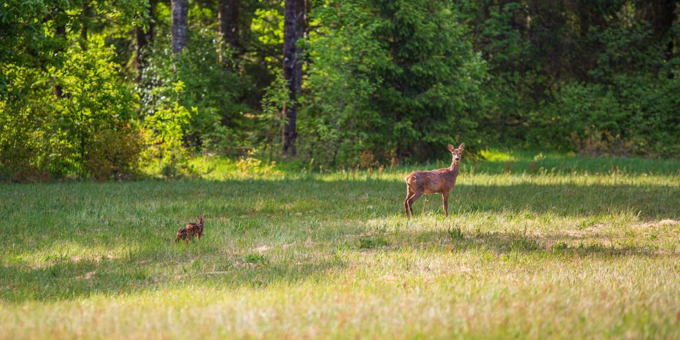Wald-Reh-AdobeStock_1730238574