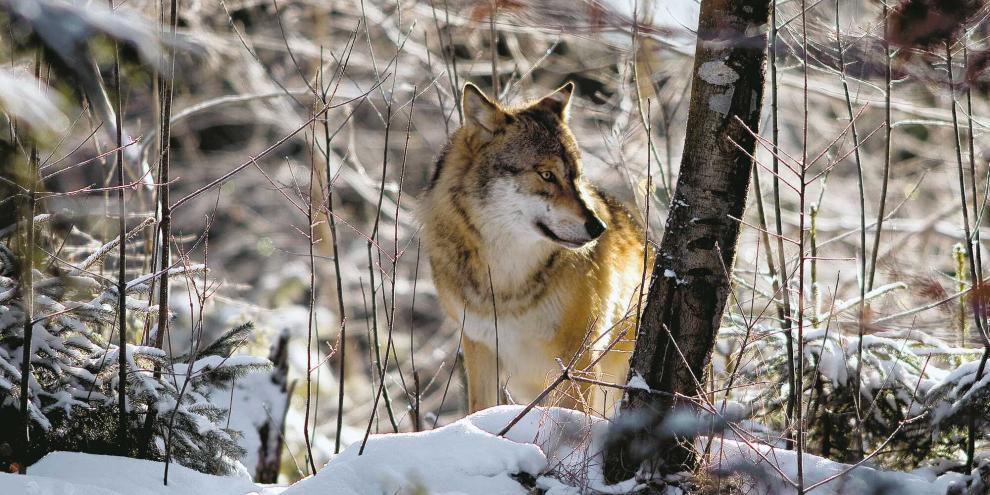 Einer der Kernpunkte der Novelle des sachsen-anhaltinischen Jagdgesetzes betrifft Isegrim.