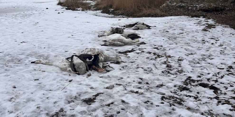 Mehrere tote Schwäne liegen noch im Eis und an den Ufern des Großen Jasmunder Bodden in Mecklenburg-Vorpommern.