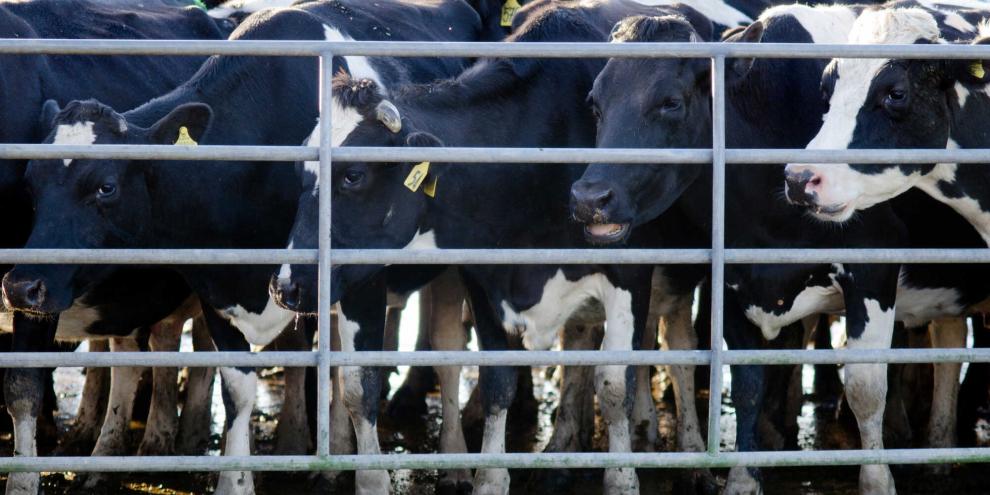 Milchkühe-Neuseeland-AdobeStock_54099021