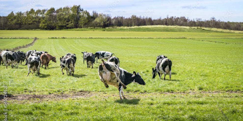 Niedersachsen geht seinen eigenen Weg: Die Anbindehaltung von Rindern auf den landwirtschaftlichen Betrieben soll bald vollständig Geschichte sein.