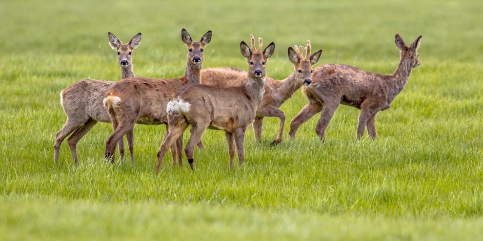 In Bayern dürfen künftig ab 16. April Böcke und Schmalrehe bejagt werden.