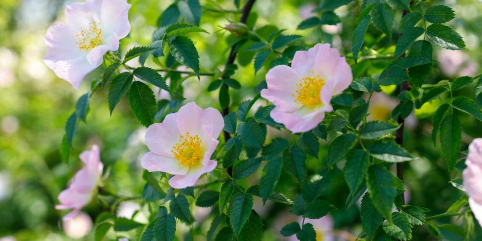 Die Hundsrose ist ein winterhartes Pioniergewächs.