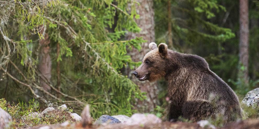 Schwedische Braunbären leben sehr heimlich. Sie werden von der Bevölkerung kaum gesichtet.