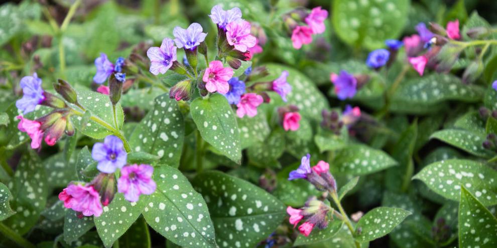 violette und rosa Blüten über weiß gesprenkeltem Laub