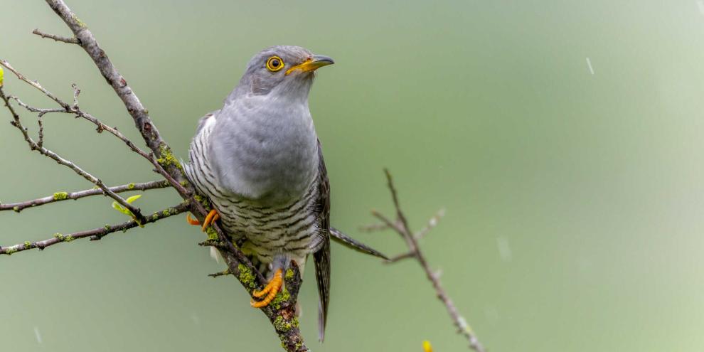 Der Kuckuck ist ein Frühlingsbote.