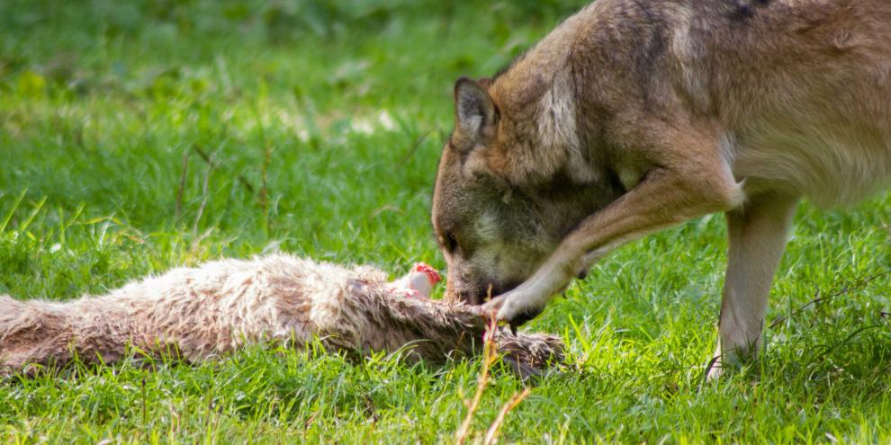 Einen heftigen Wolfsangriff gab es Mitte Februar in der Region Cuxhaven.