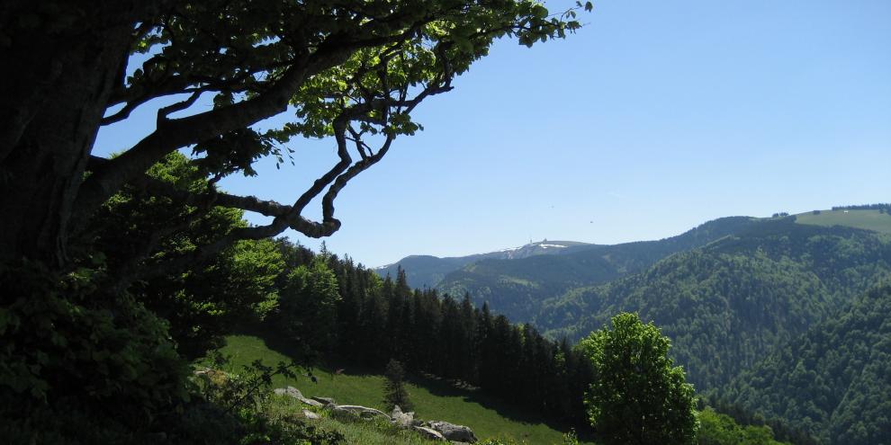 Blick auf den Feldberg im Schwarzwald