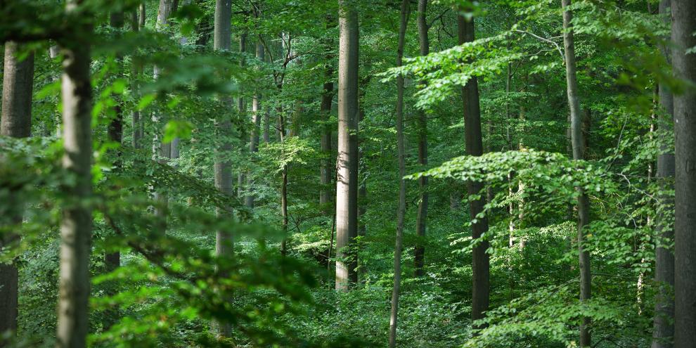Nordrhein-Westfalens Buchen konnten sich 2025 etwas erholen. Es bleibt aber Luft nach oben.