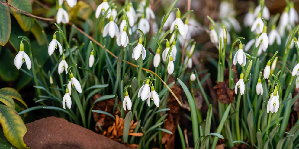 Schneeglöckchen läuten mit ihren zarten, weißen Blüten den Vorfrühling ein.