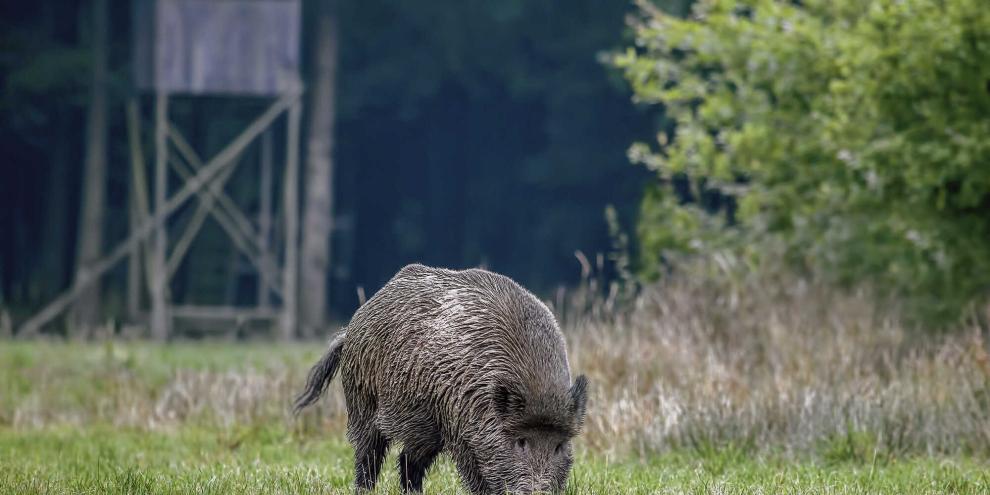 In Deutschland muss jedes erlegte Wildschwein auf Trichinen getestet werden.