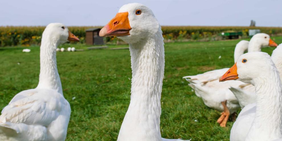 Nach einem langen Nachbarschaftsstreit um Gänse in einem Wohngebiet hat der 81-Jährige Ludwig Smidt nun einen Entschluss gefasst (Symbolbild).