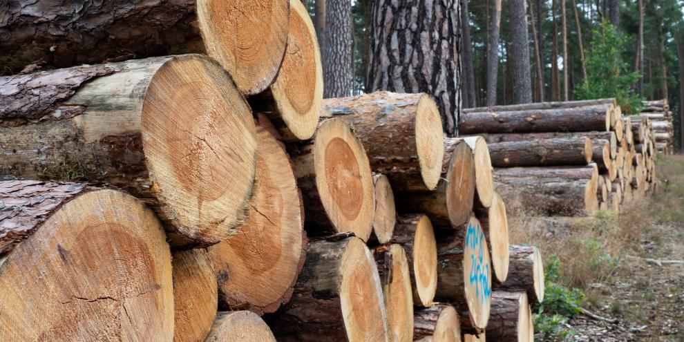 Kiefer geerntet und stehend am Waldweg