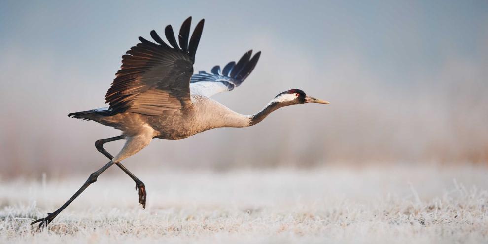 Wildvögel hatten in den vergangenen Monaten stark zu kämpfen.