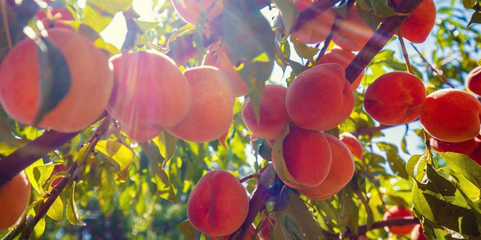 Nach und nach reifen saftig-süße Pfirsiche heran.