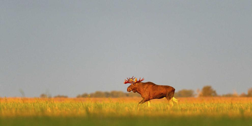 Elch-Wiese