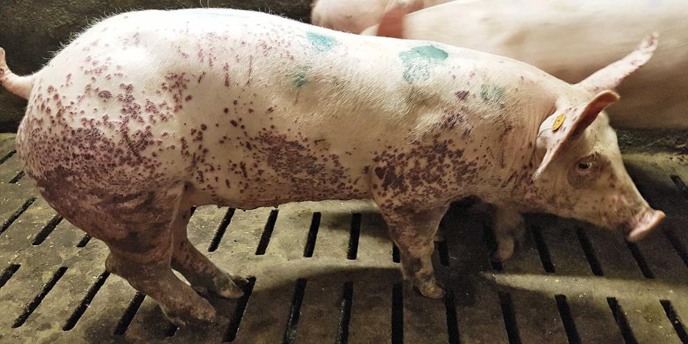 Im betroffenen Mastbestand fielen Schweine mit rot-violetten Hautveränderungen auf, vor allem am Bauch und an den Hintergliedmaßen – ein typisches Krankheitsbild für eine PCV2-Infektion.