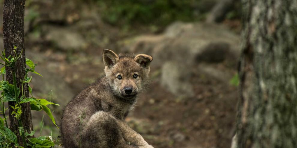 In Sachsen wurde ein zutraulicher Wolfswelpe vergrämt (Symbolbild).