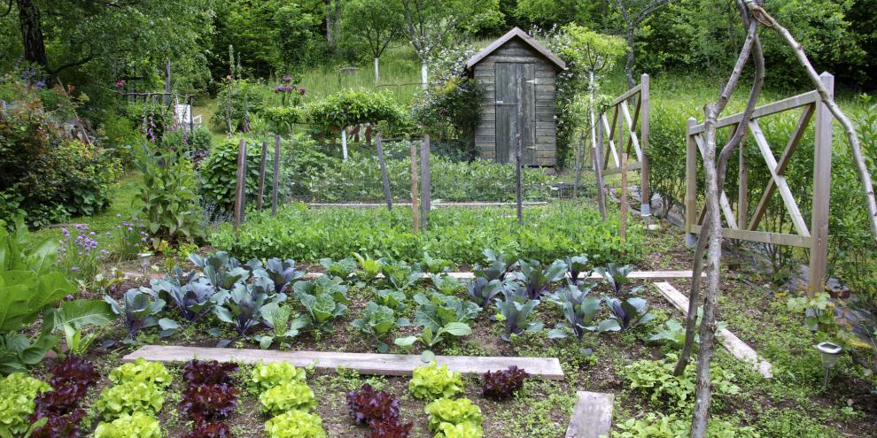 Eigenes Gemüse ist durch nichts aufzuwiegen. Wenn Sie jetzt Ihre Beete durchplanen, haben Sie bis zum Herbst viel zu ernten.