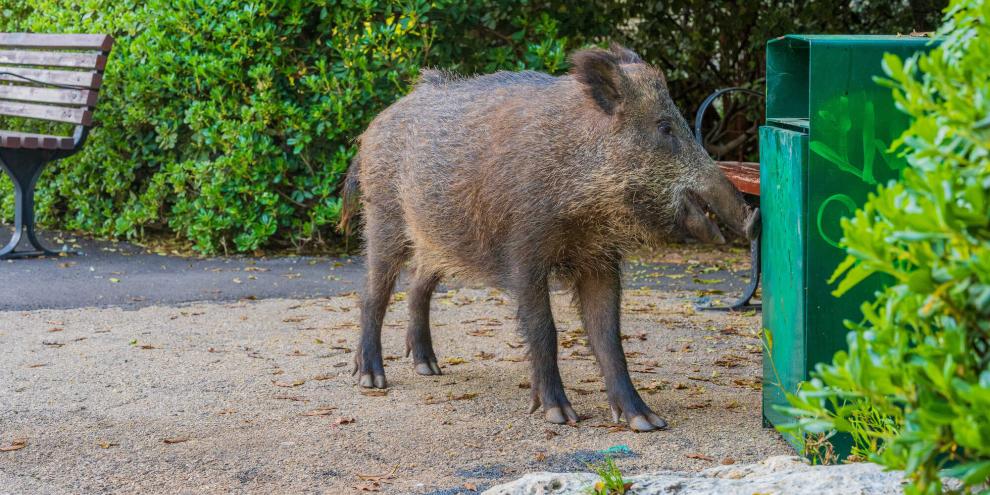 In Saarbrücken gibt es zunehmend Probleme mit Wildschweinen. Die Stadt will nun weitere Maßnahmen ergreifen (Symbolbild).