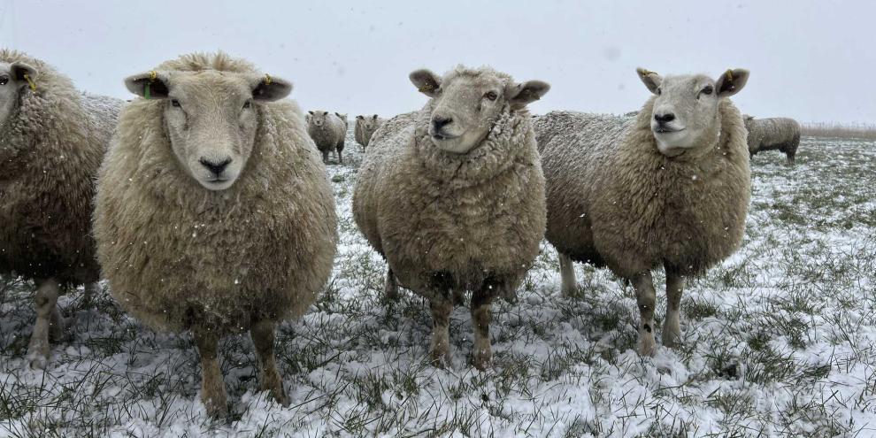 Für Schafe mit guter Körperkondition und ausreichender Bewollung sind Temperaturen bis circa -15 Grad gerade bei trockener Kälte unproblematisch.
