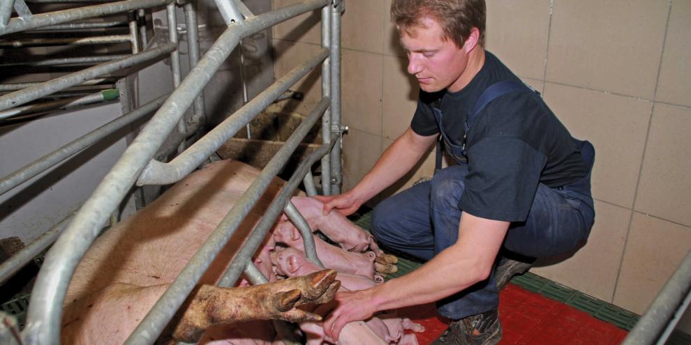 Vor allem Sauenhalter brauchen nach dem Aus des Bundesprogrammes Umbau Tierhaltung zügig klare Bedingungen bei Förder- und Baurecht.
