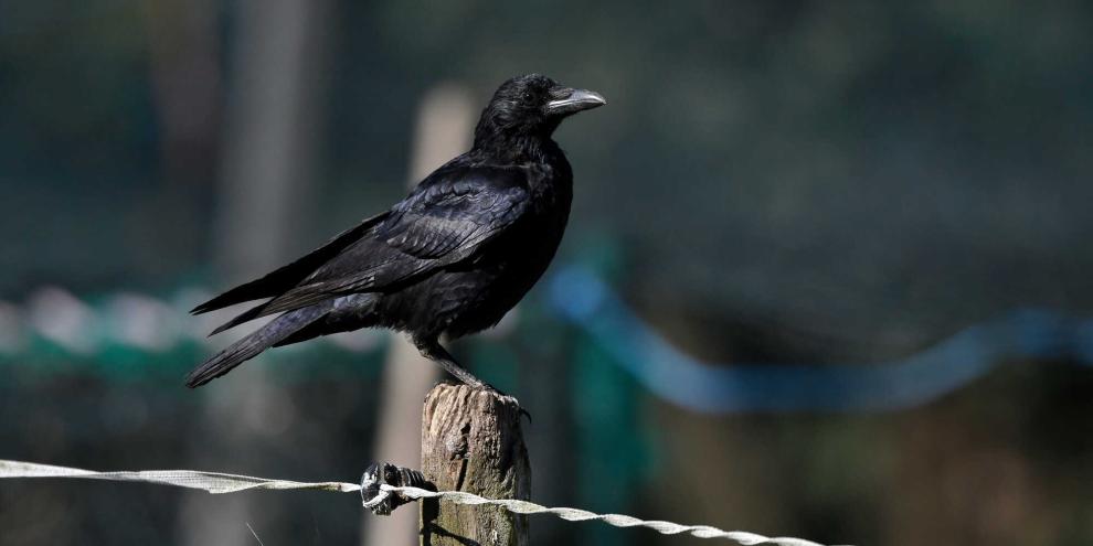 SYMBOLBILD: Seit Jahren streiten Tierhalter und Naturschützer über die Frage: Sind Raben eine Gefahr für Weidetiere? Eine Doku geht der Sache auf den Grund.
