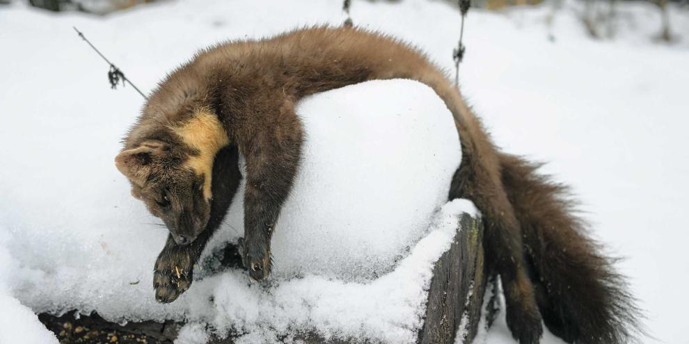 Der reife Balg des erlegten Raubwilds sollte verwertet werden.