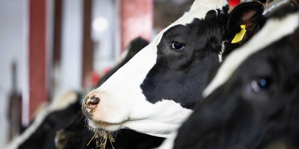 Die ausgeweitete Blauzungen-Sperrzone betrifft nun fast alle hessischen Landkreise und bringt neue Verbringungsauflagen für Rinderhalter. (Symbolbild)